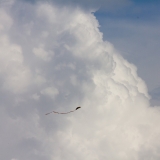 IMG_0237-1000