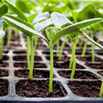 wasihabi